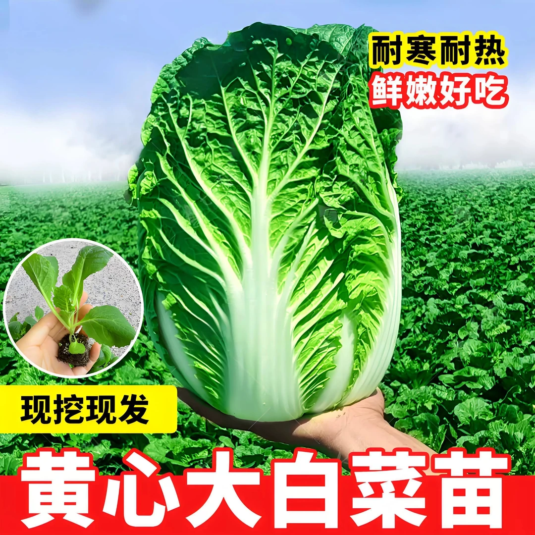 大白菜秧苗黄心大白菜四季种植耐寒带土壮苗娃娃菜苗蔬菜秧苗抗病