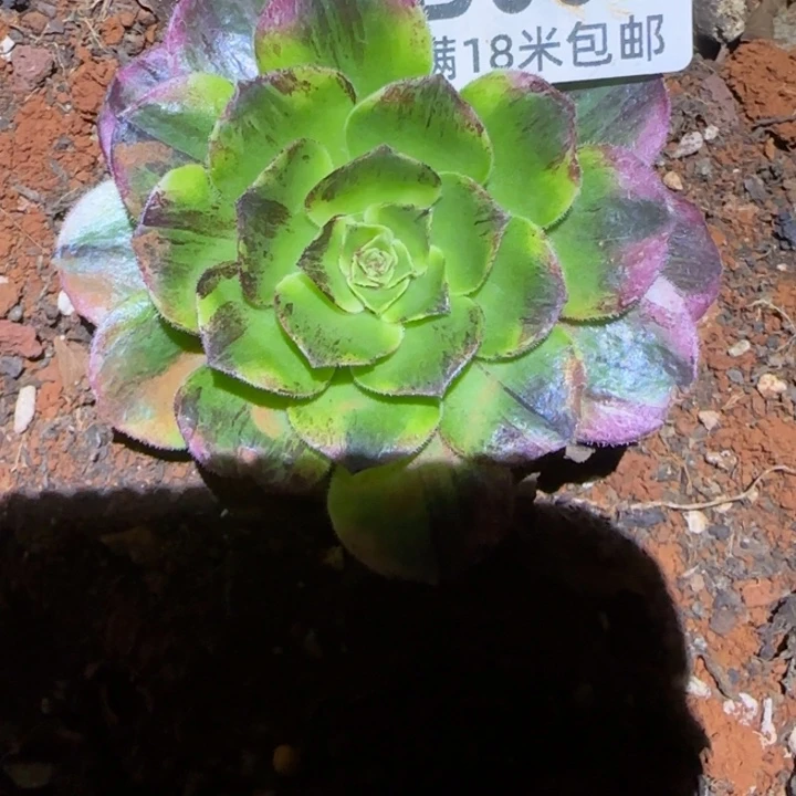 多肉法师淘宝福利