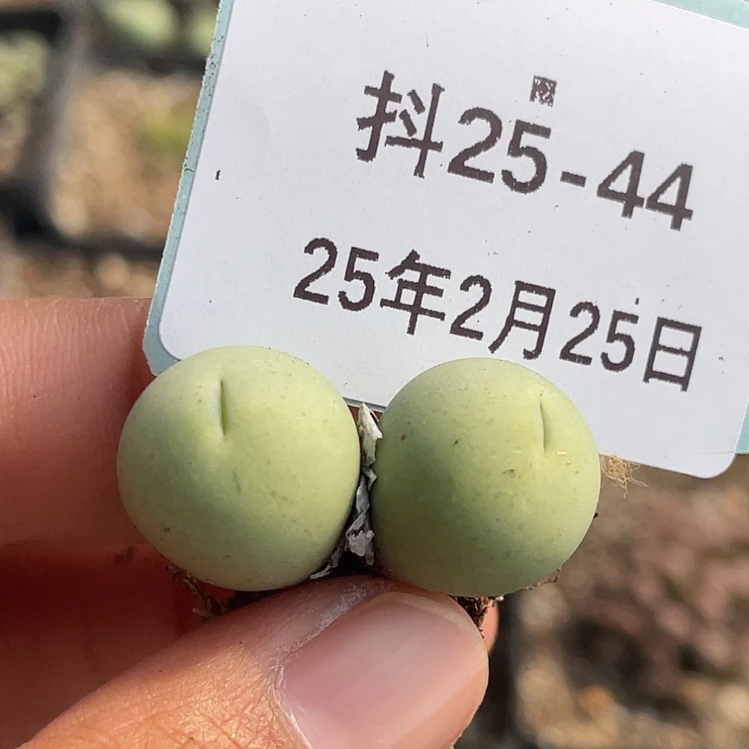 25-44鸽子蛋多肉植物