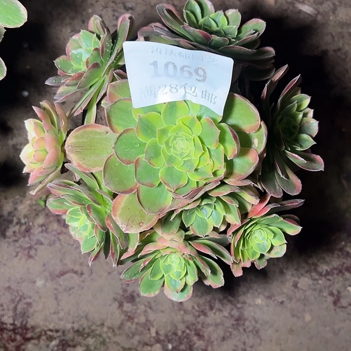 1069奶白锦多肉植物