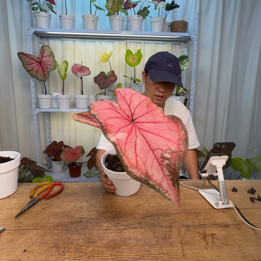 无花朵郡主   0588