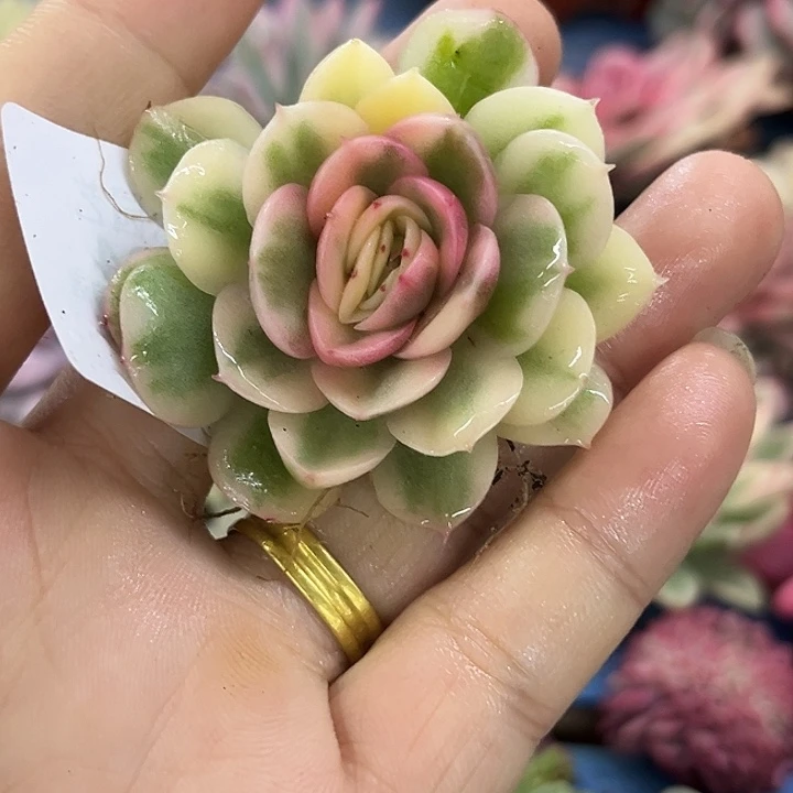 3404绿体昂斯诺锦炸