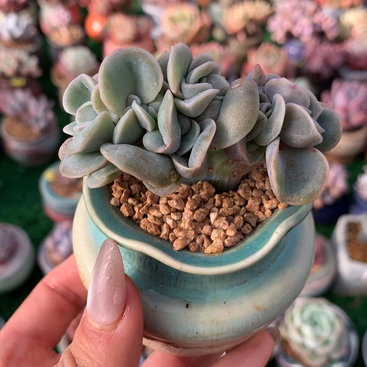 带盆 可爱玫瑰缀