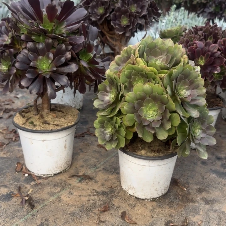 欧紫➕万圣节包邮。