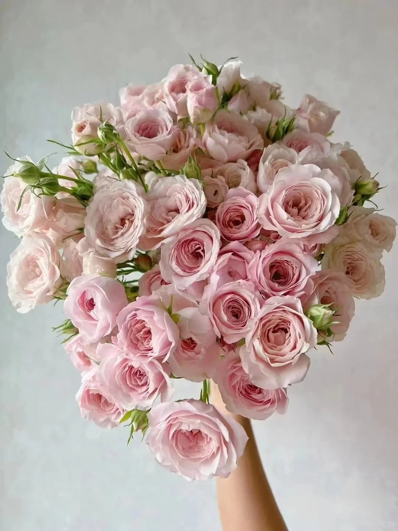 稀有小众草莓治愈系仙子之吻多头玫瑰云南鲜花直发