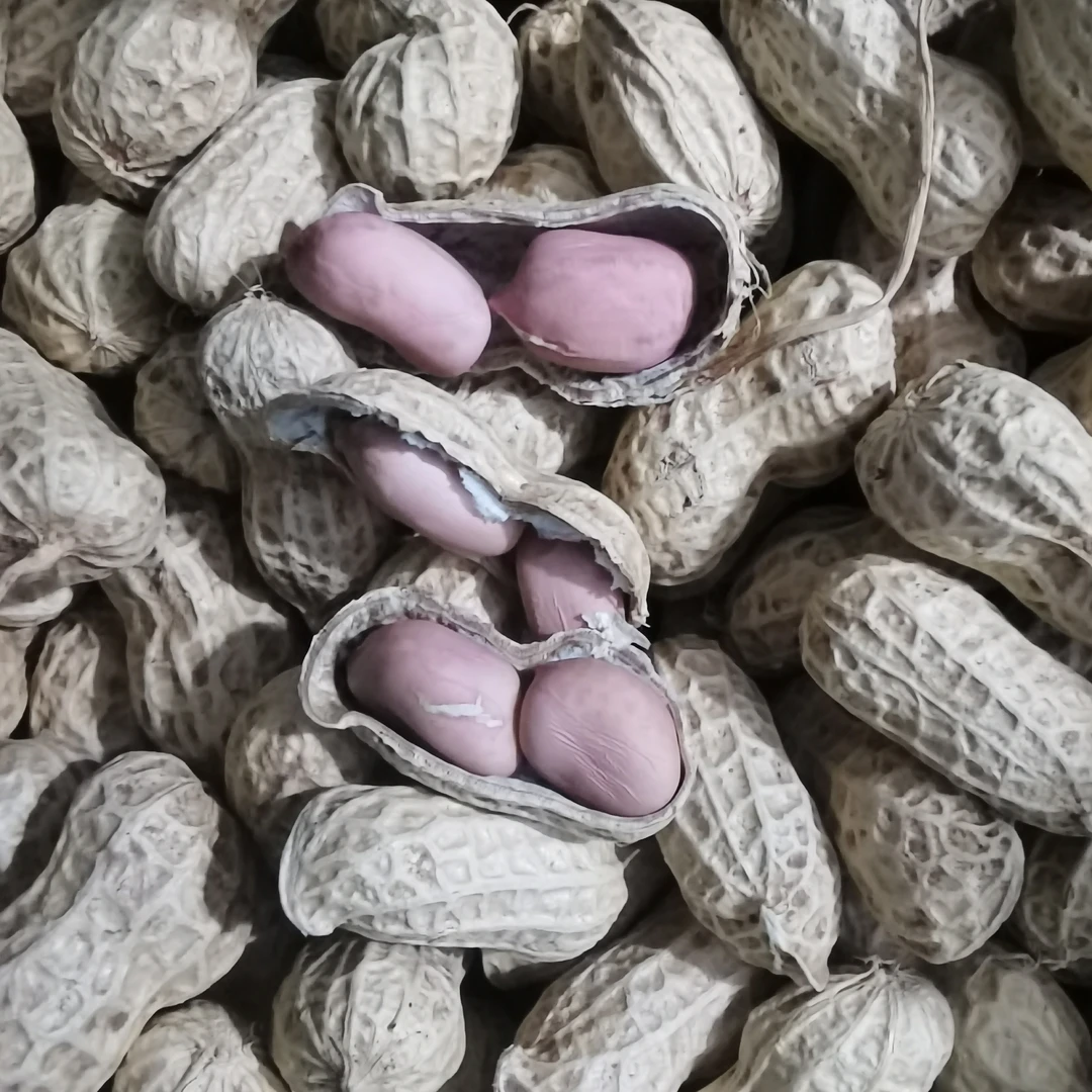 【京东包邮】湖南马田晒干干花生生花生新货自然晒干