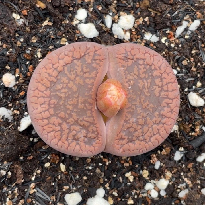 非偏远满20包邮490