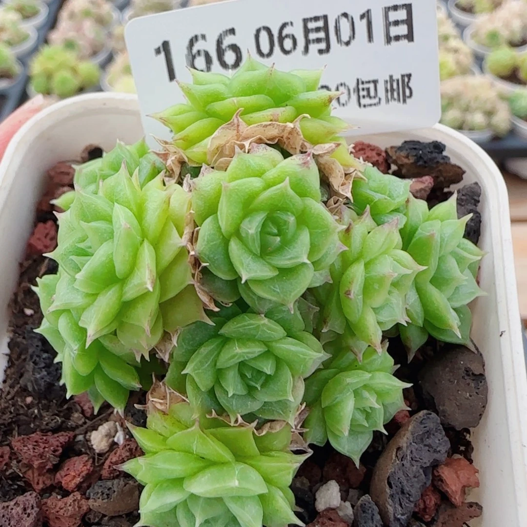 花语逸镜0601-166散