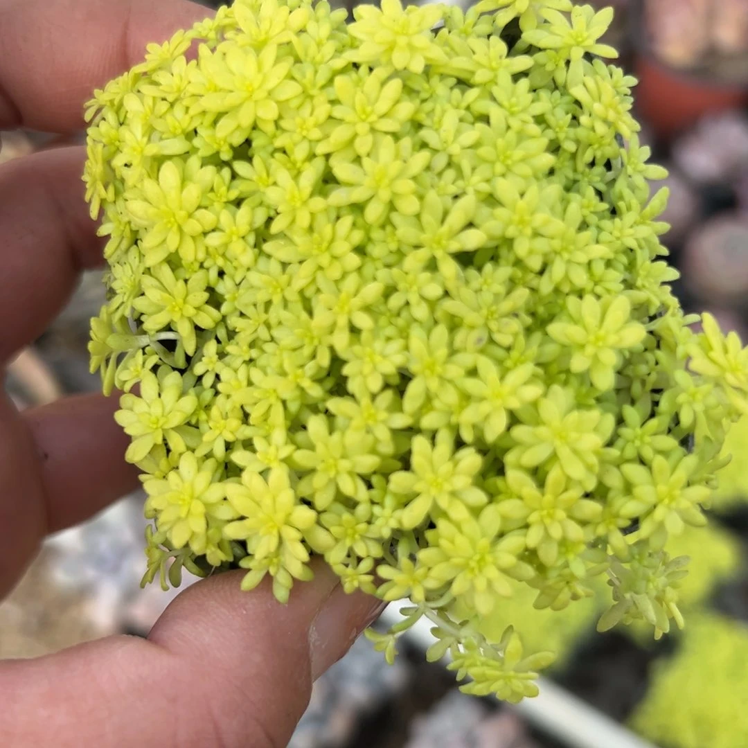 多肉植物多肉植物