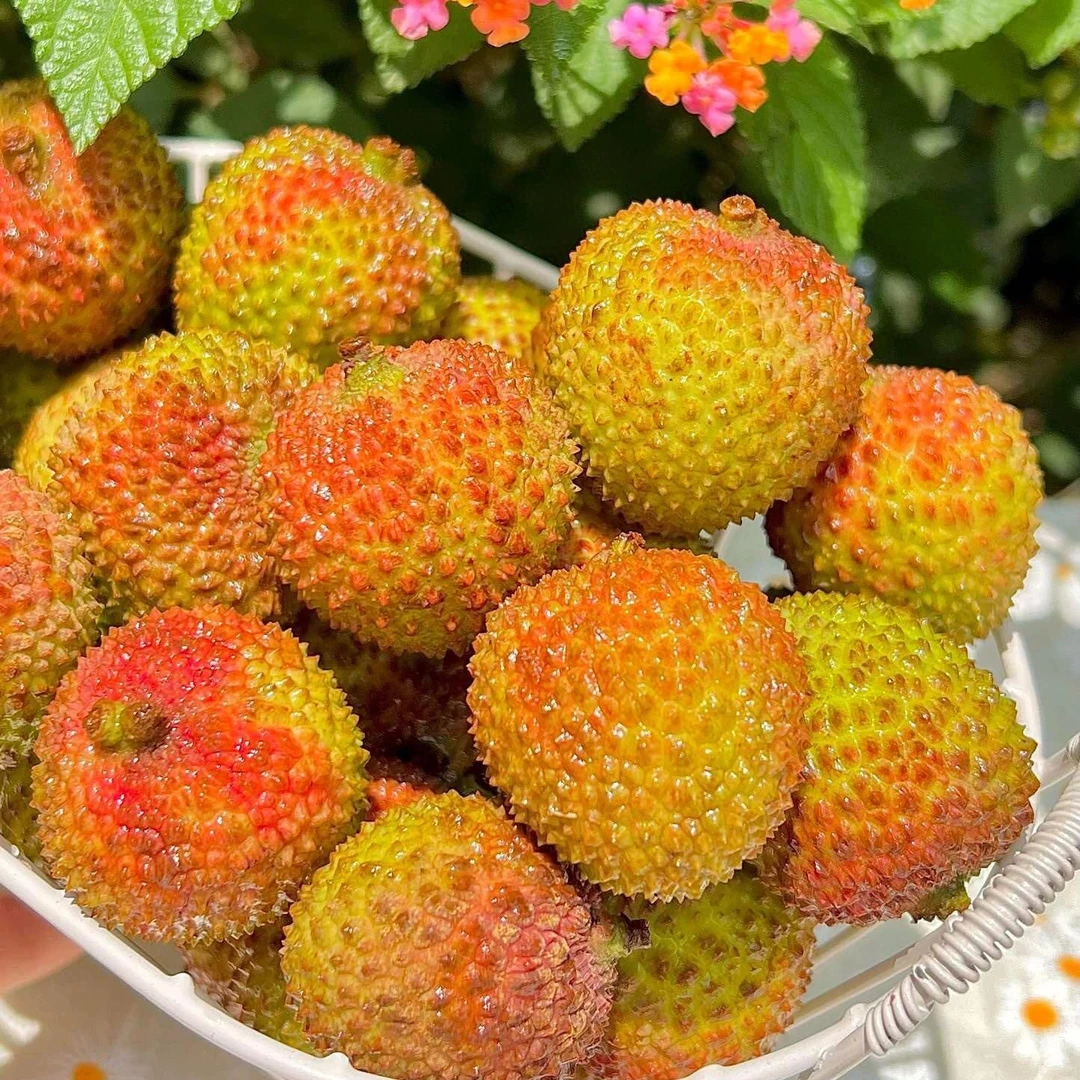 【一箱】红火妃子笑荔枝（约1500g）荔枝同城送广东省