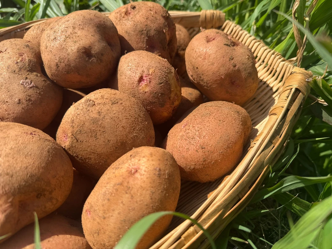 云南新鲜红皮黄心会泽老家开花洋芋粉糯香甜土豆5-9斤装