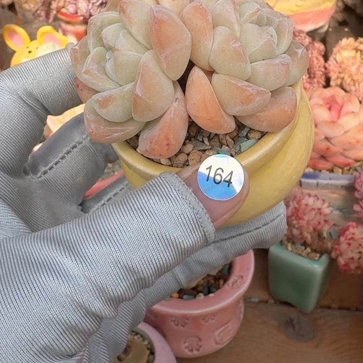 164 多肉含盆土 满30元包邮 除偏远