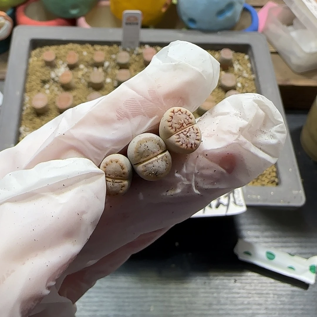 阿***711.19.c216饼干.9051