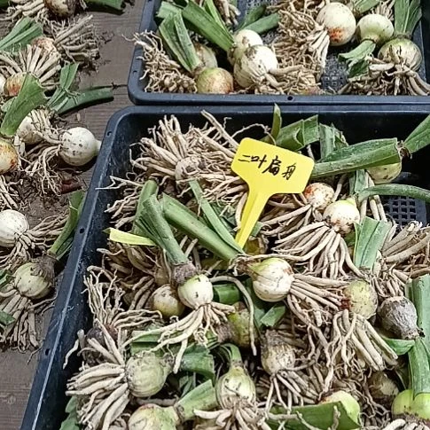 无花朵一叶扁舟3+发一个