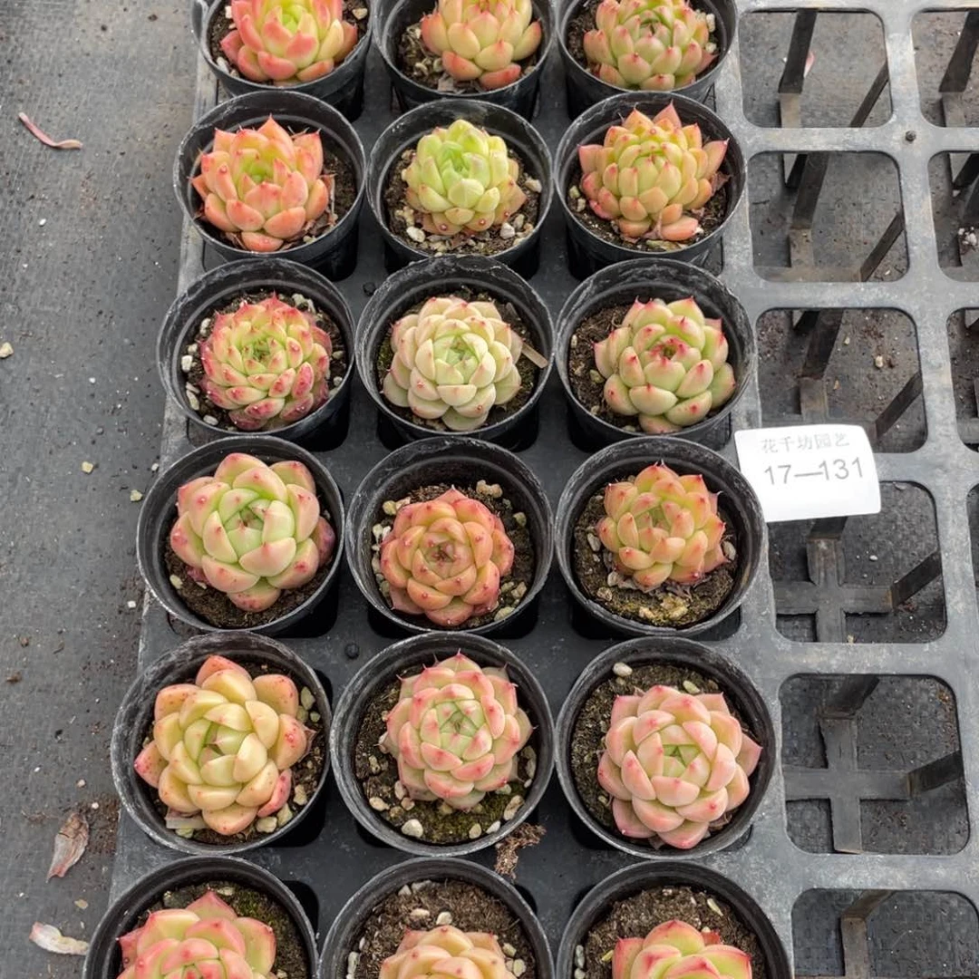 一物一拍18颗17-131