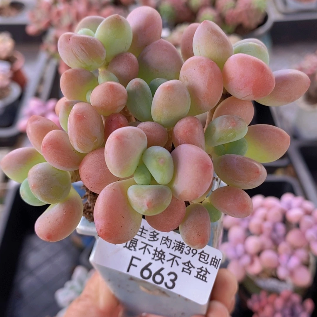 橘子香水洛神6cm663多肉植物