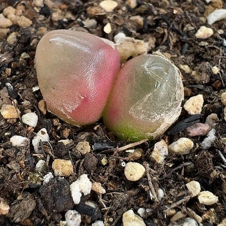 老马生石花双头灯泡421