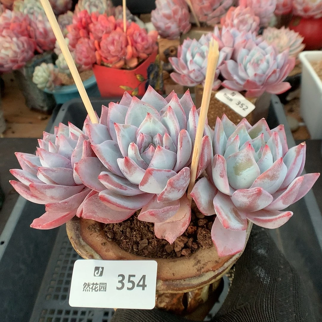 手****354补发多肉植物66666