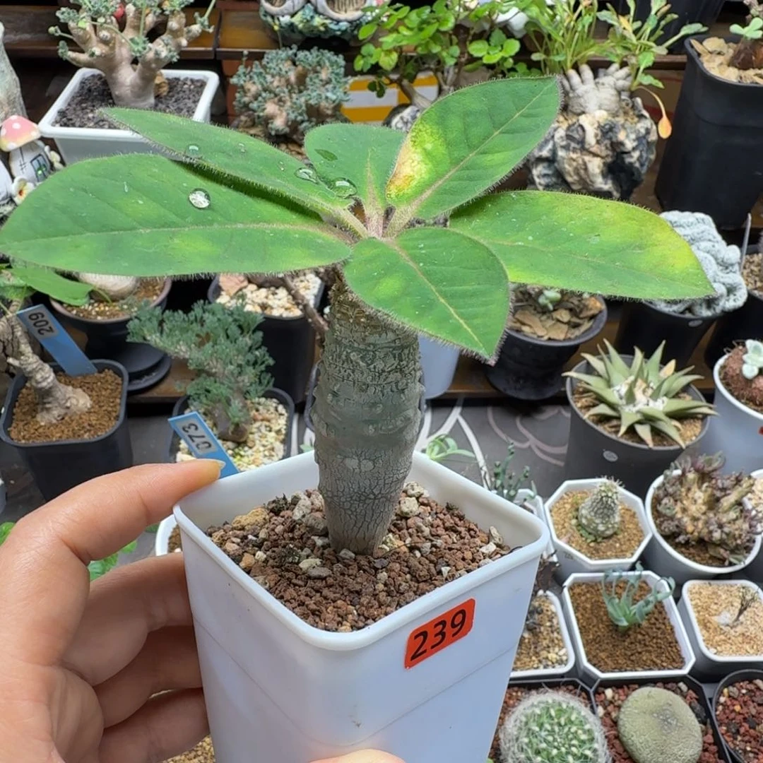 安卡大戟239仙人掌