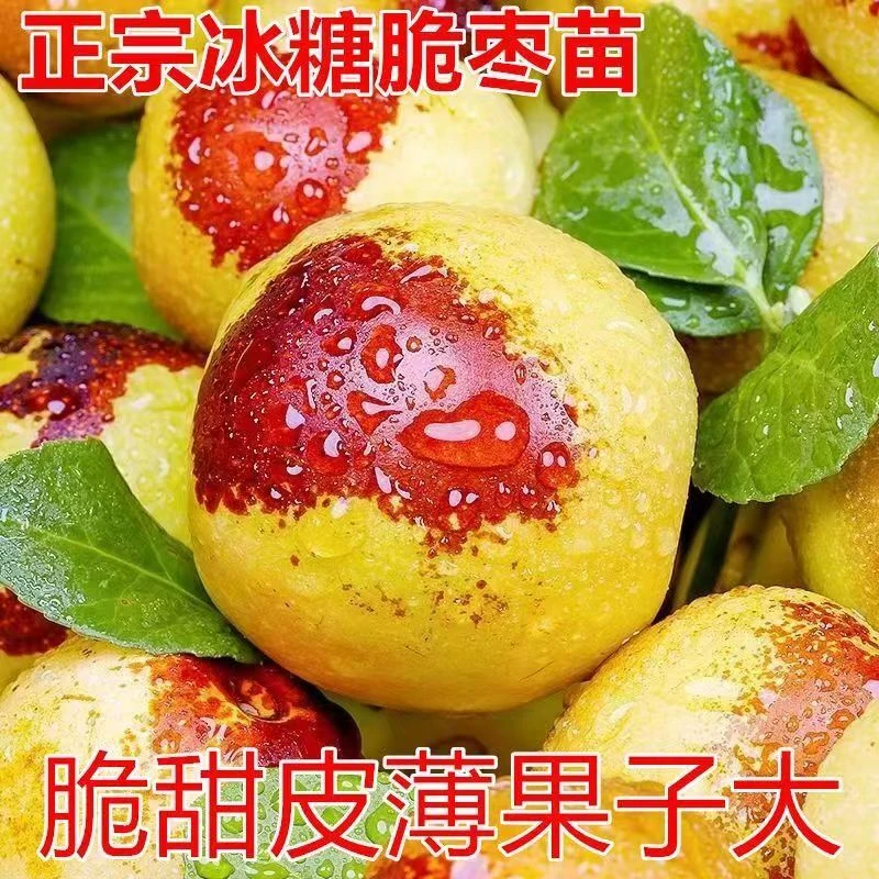 【冰糖枣树苗】现挖裸根保湿 正宗三代冬枣树苗