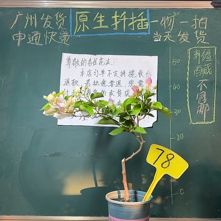 全部花苞造型 漳红樱 78
