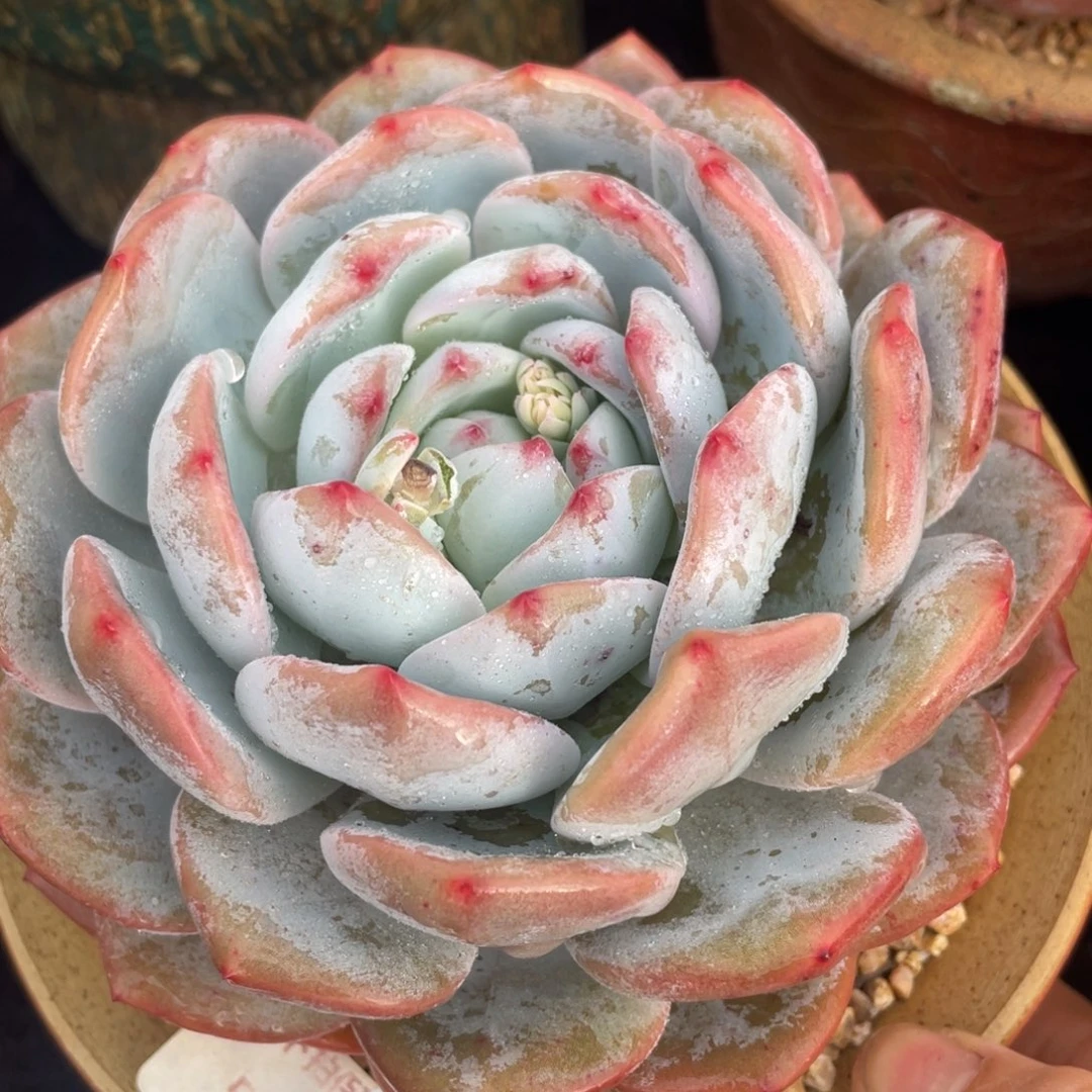 49橙子单头多肉植物