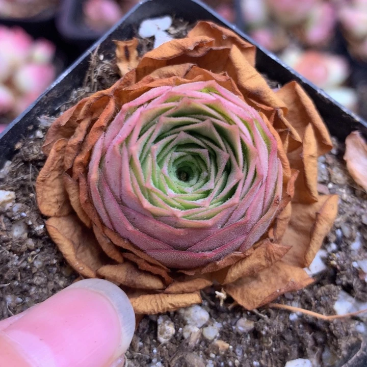 一物一拍毛杂精品003