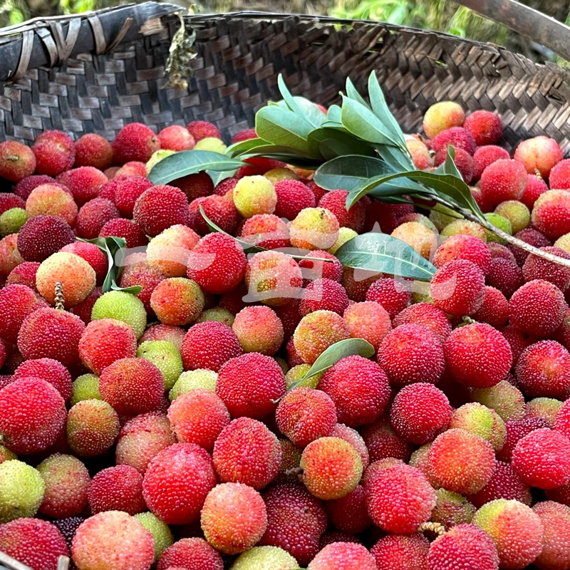 贵州野生杨梅高山现摘新鲜泡酒鲜水果酸甜孕妇专用