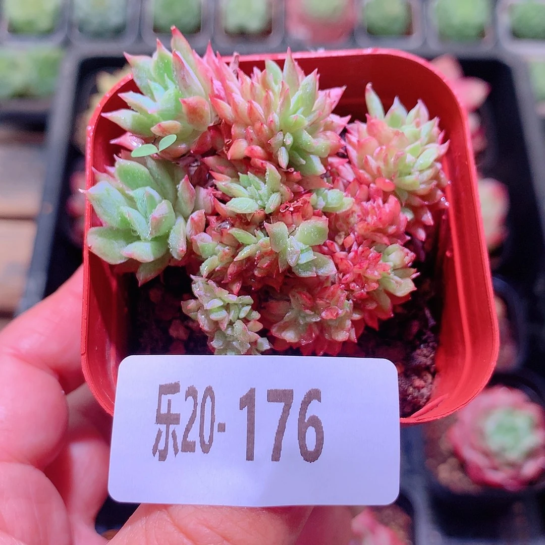 乐然20-176 火焰杯缀化