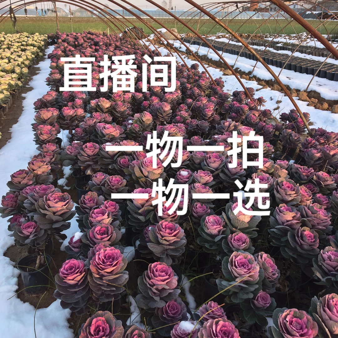 【一物一拍】耐寒易活多头羽衣甘蓝适合冬季室外地栽盆栽花卉