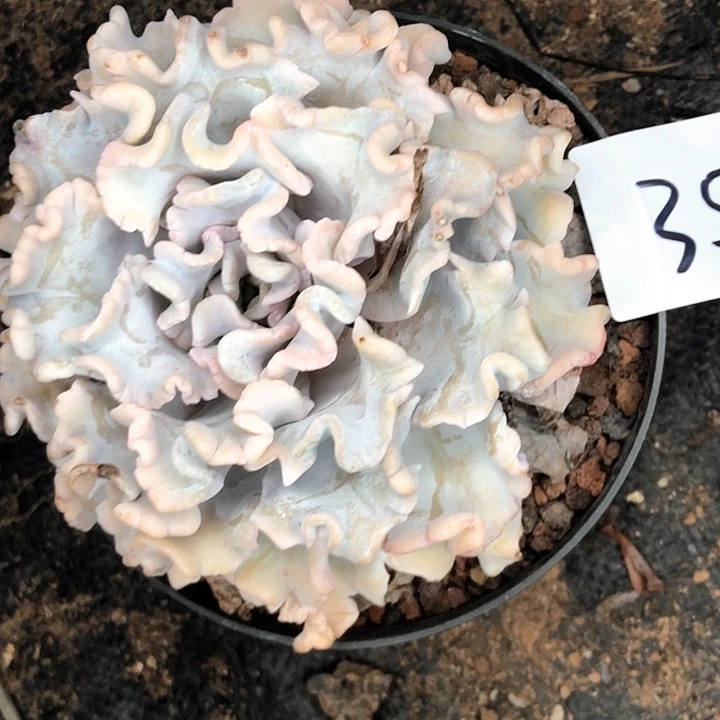 小****！35//////////////////////