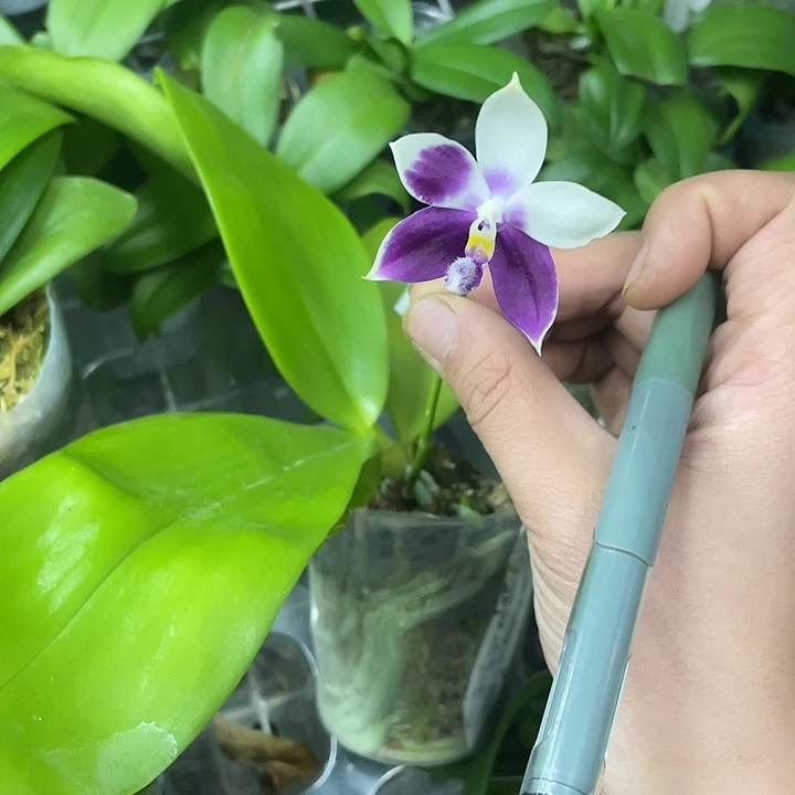 1***4完全开放处理叶片微瑕CA701介意消花勿拍