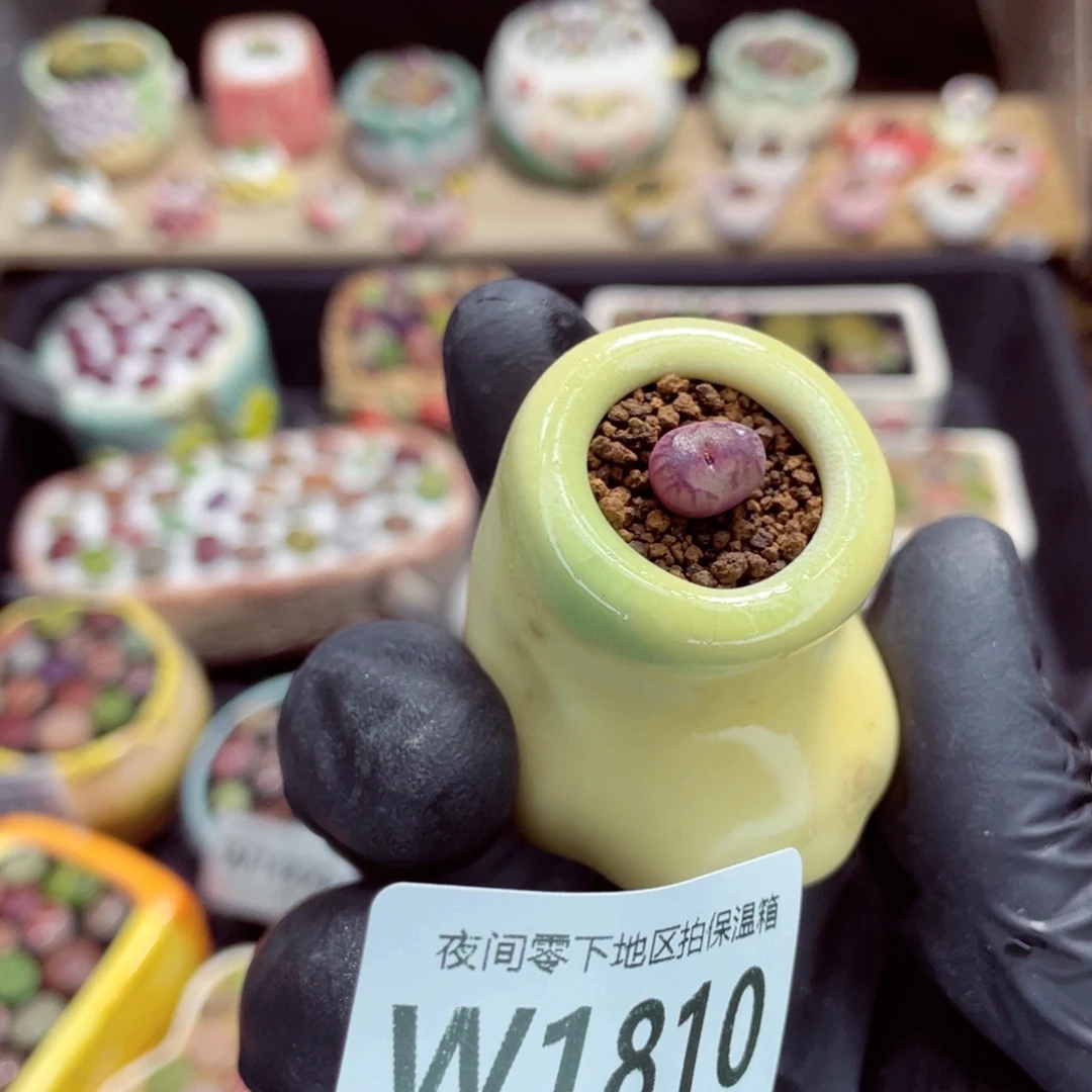 夜间零下地区拍保温箱w1810
