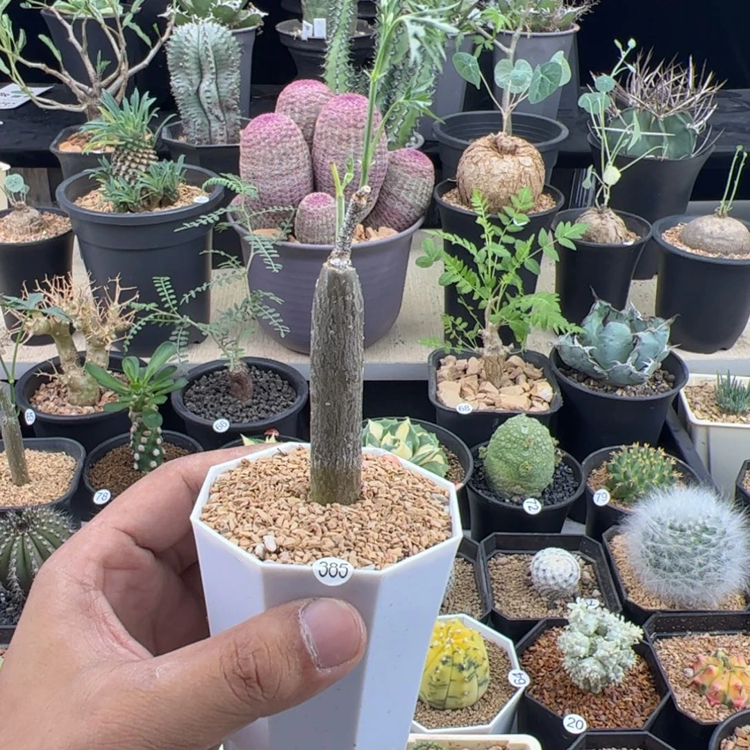 枫叶苦瓜一物一拍带盆发