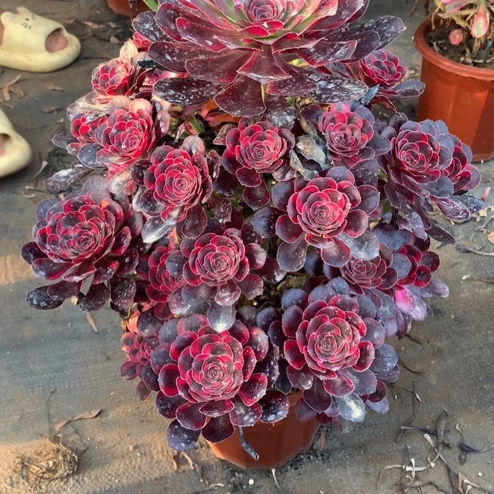 王*不包损367号丽娜手捧