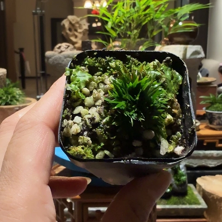 博*贵船苔塑料盆。。。