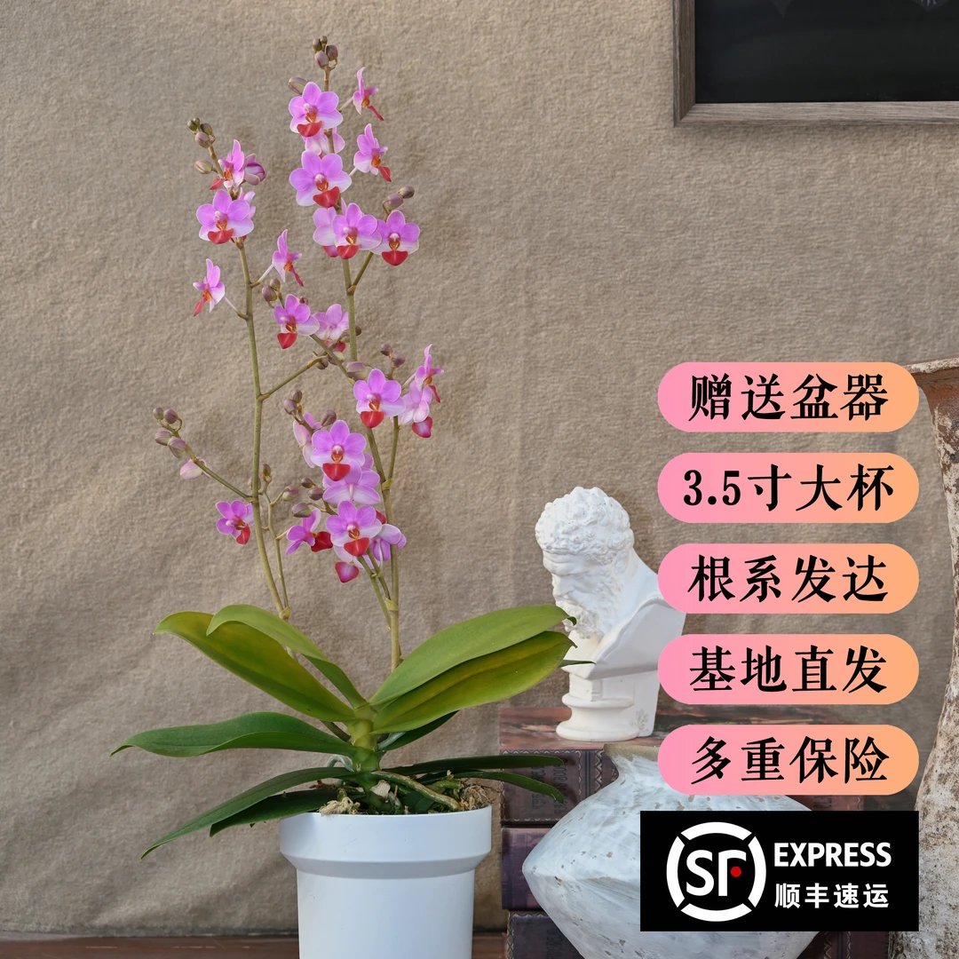 TOP FLOWER/上花 蝴蝶兰盆栽 吉星 造型挺拔 迷你粉花【顺丰发货】