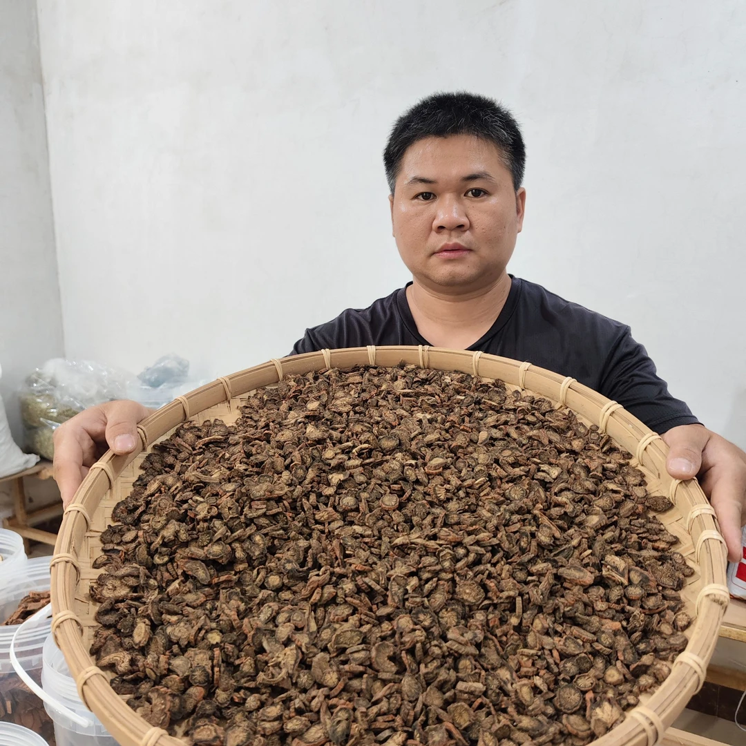 丹参 山东丹参 农户种植 切小片