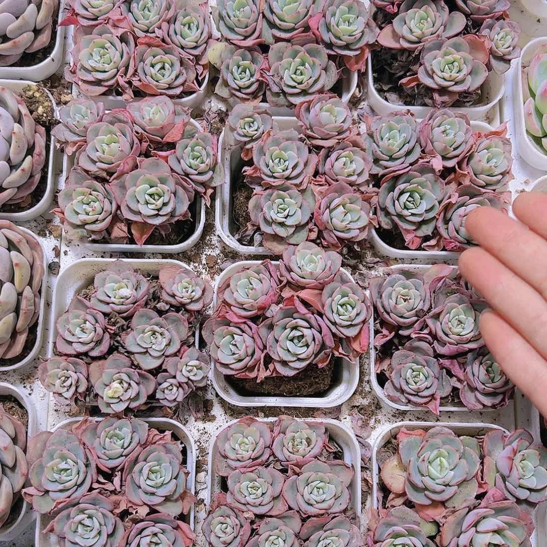 5头起黄桃带盆带土19包邮