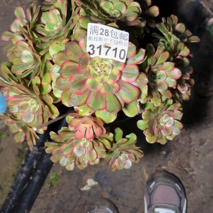 31710佳丽多肉植物