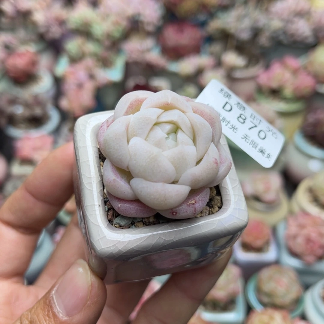 870  带盆土发货 满28包邮 没覆盆