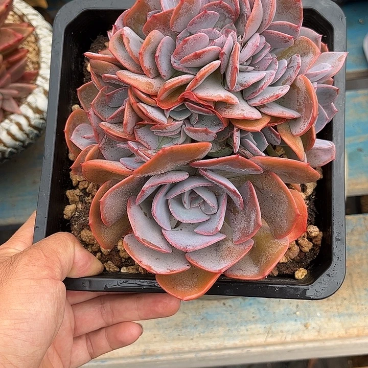 多肉植物一物一拍