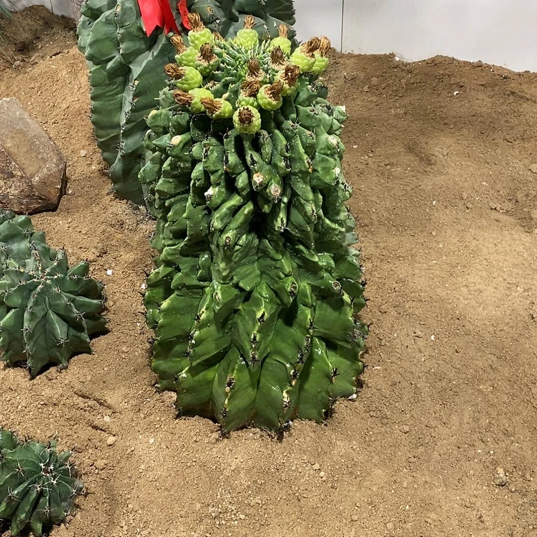 粥***吖巨鹫玉。