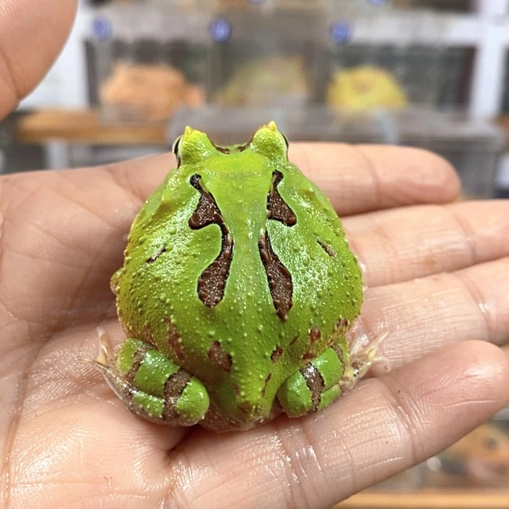 无***.角蛙497号蝴蝶角蛙