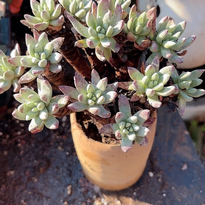 仙女杯多肉植物提取