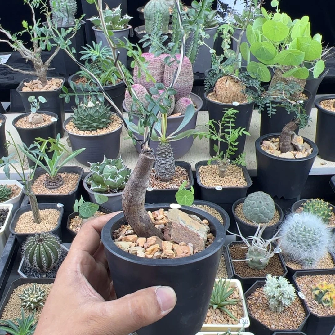 象足漆树根插一物一拍带盆发