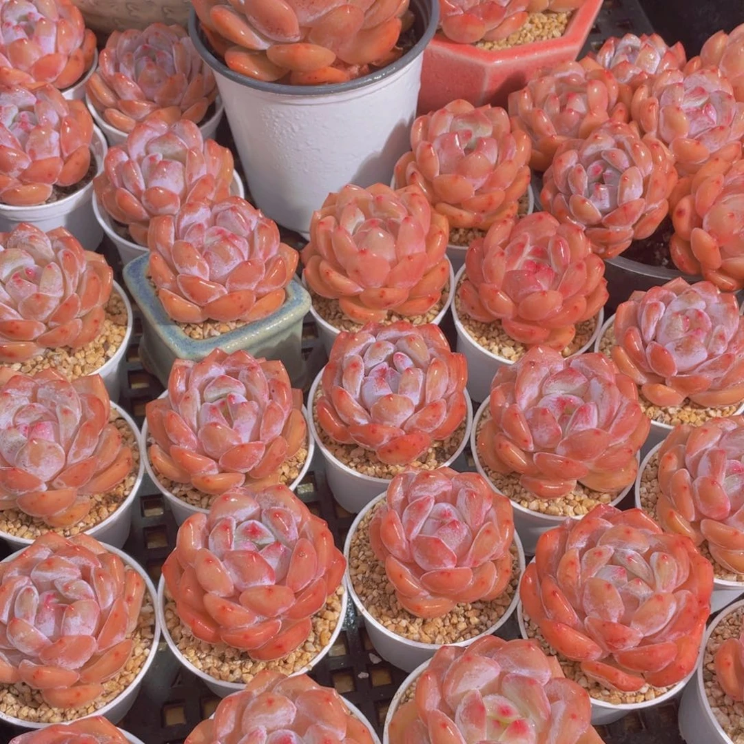 量拍66号 果冻韩版仙女橙单头5个