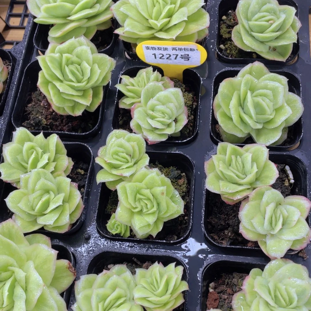 1227号 拉丝锦冰玫瑰一个