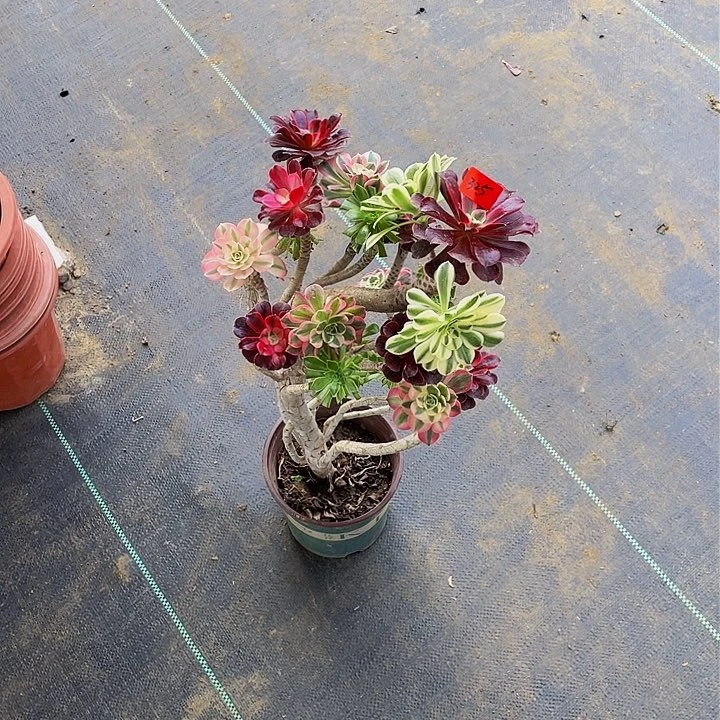 小*架接法师一个325号