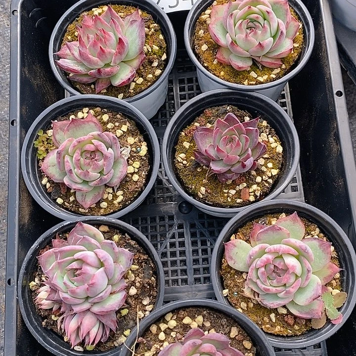 234 多肉植物盆栽花卉植物